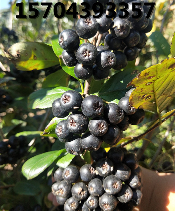 黑果腺肋花楸果實(shí)成熟