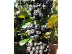 黑果腺肋花楸果實(shí)成熟